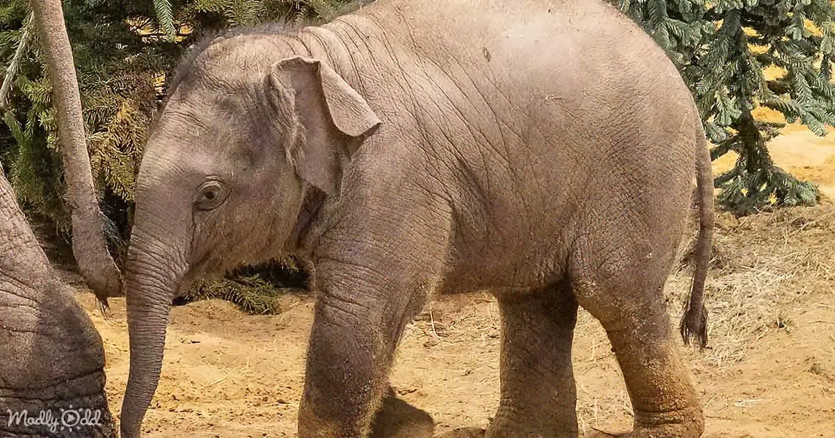 Baby Elephant's First Christmas