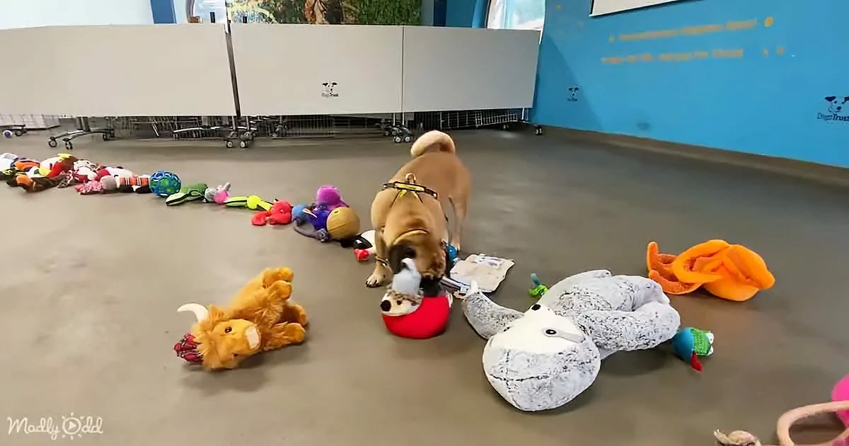 A dog explores a room filled with various toys, including stuffed animals and balls, on a gray floor.