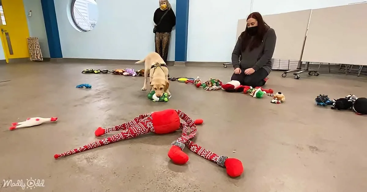 A dog explores a room filled with scattered toys, including a large red plush figure, while a person sits nearby.
