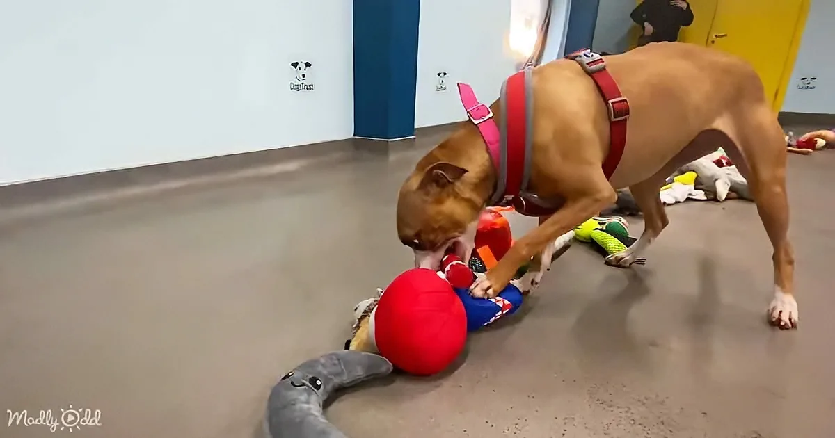 A dog in a red harness plays with a colorful toy on a gray floor.