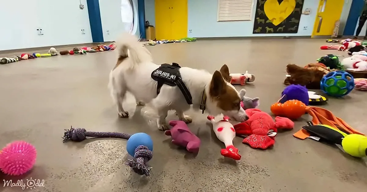 All Dogs at the Shelter Were Allowed to Choose a Toy as a Christmas Present