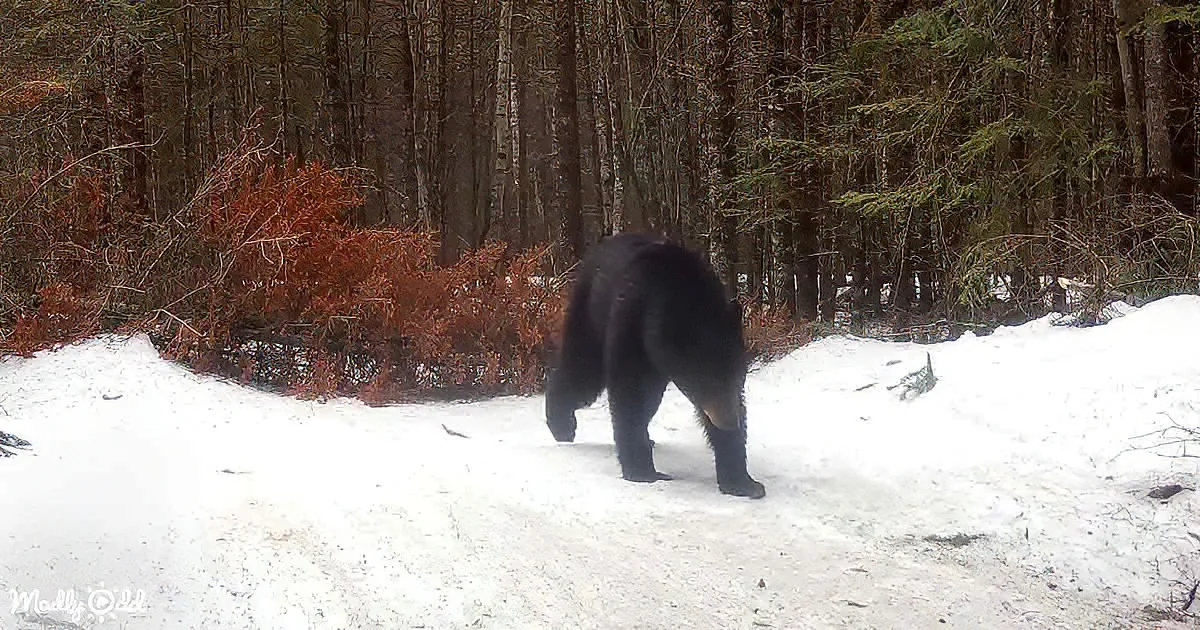 A black bear walks through snow near a forest with red bushes and trees.