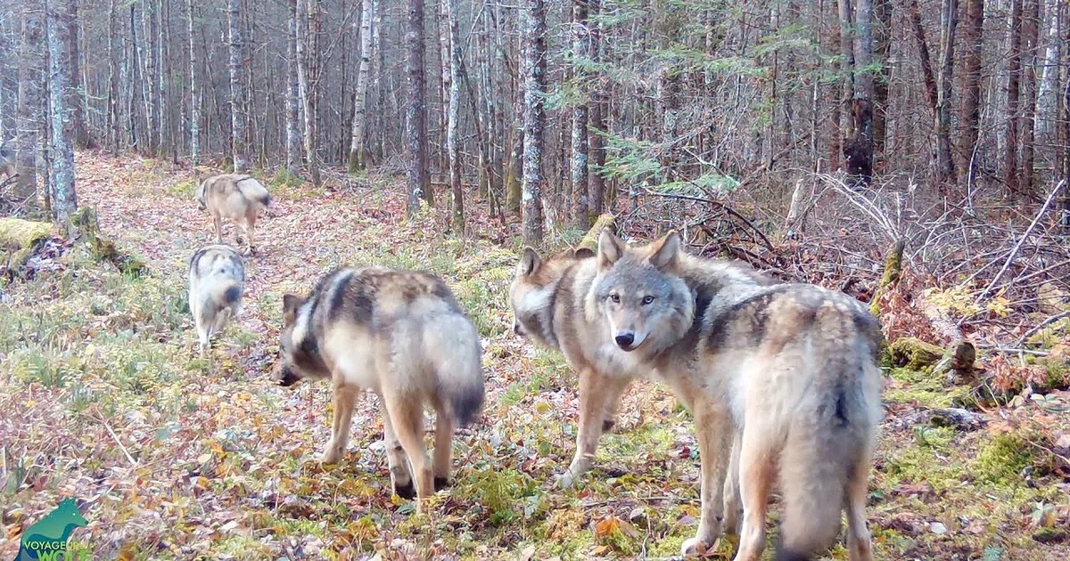 Wolves, Moose, Deer and Bears Travel Down This Natural Highway