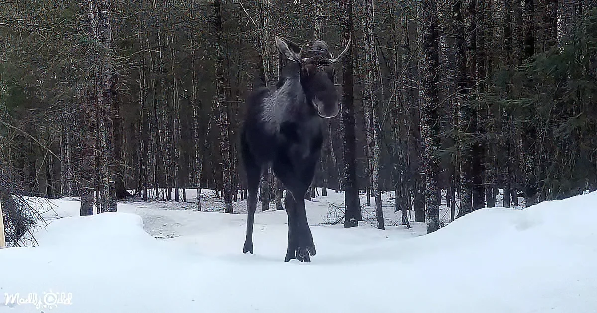 A moose stands in a snowy forest path, its antlers prominent against the white backdrop.
