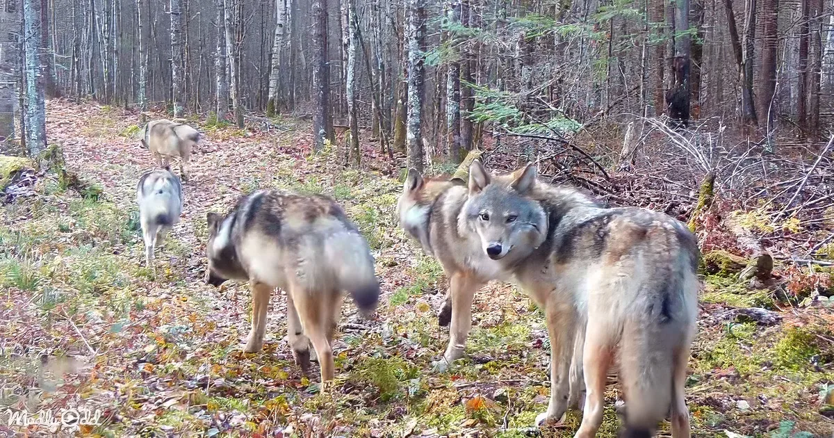 A pack of wolves stands in a forested area with fallen leaves and trees.