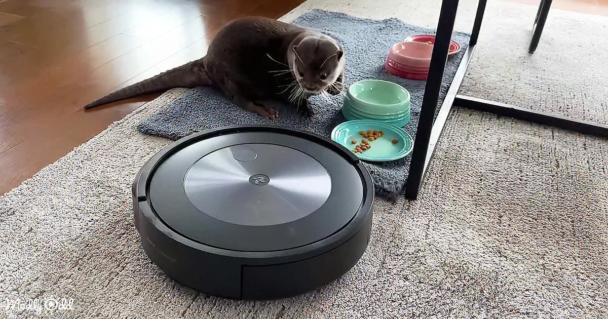 An otter curiously observes a robotic vacuum cleaner on a carpeted floor.