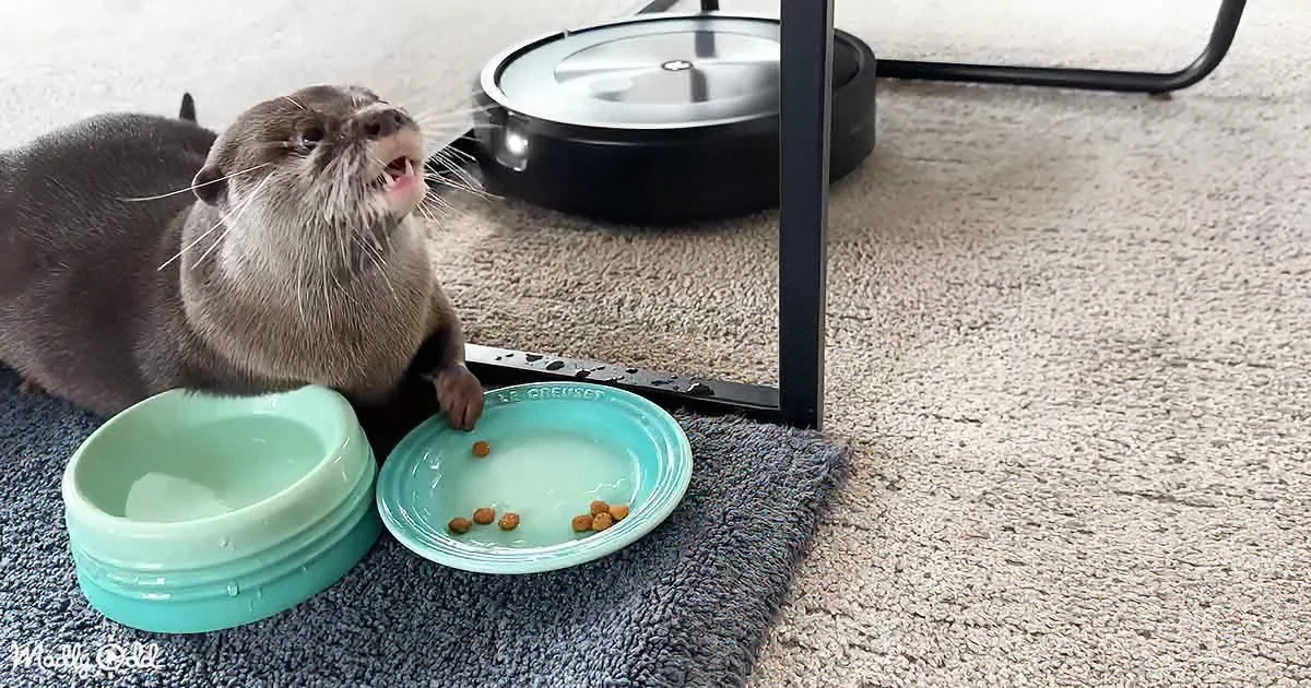 Cute Otter Squeaks for Help as 'Roomba' Chases After Him