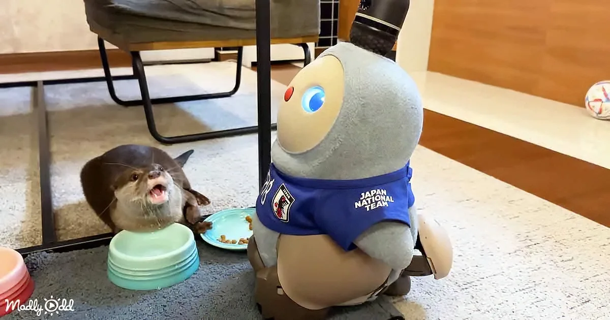 A stuffed toy resembling a robot with a blue bib sits next to a real otter eating from a bowl.