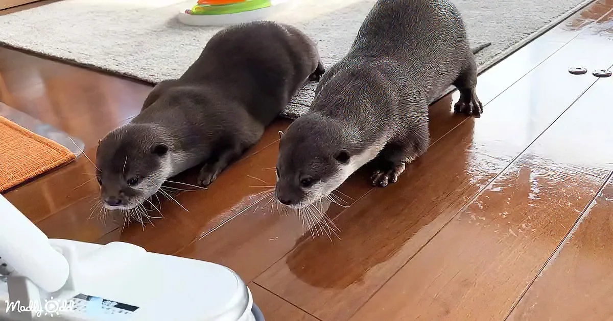 Two otters stand on a shiny wooden floor, looking at something off-camera.