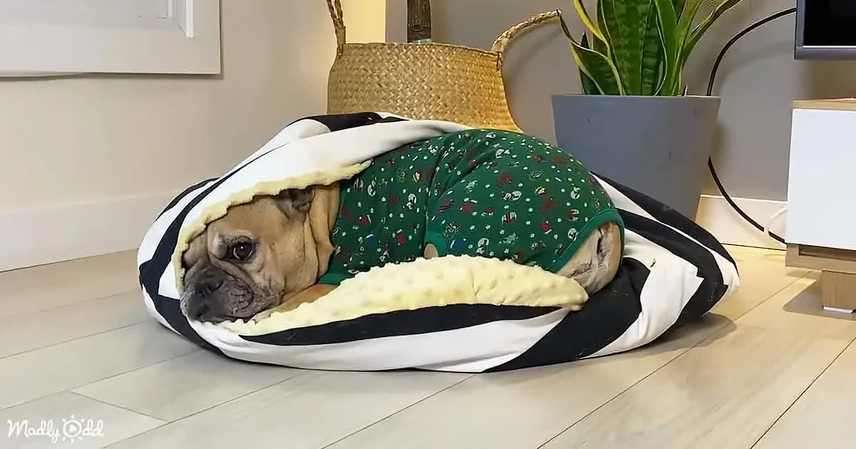 A French Bulldog in a green pajama suit is snugly wrapped in a white and black blanket on a wooden floor.
