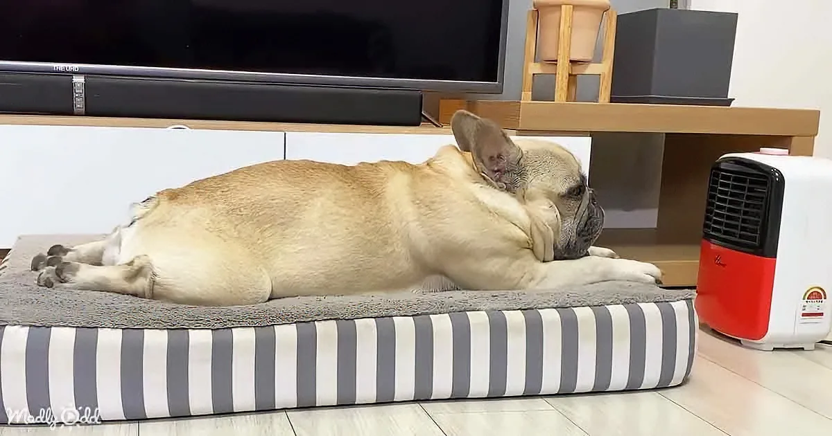 A French Bulldog is lying on a striped dog bed, appearing relaxed and comfortable.