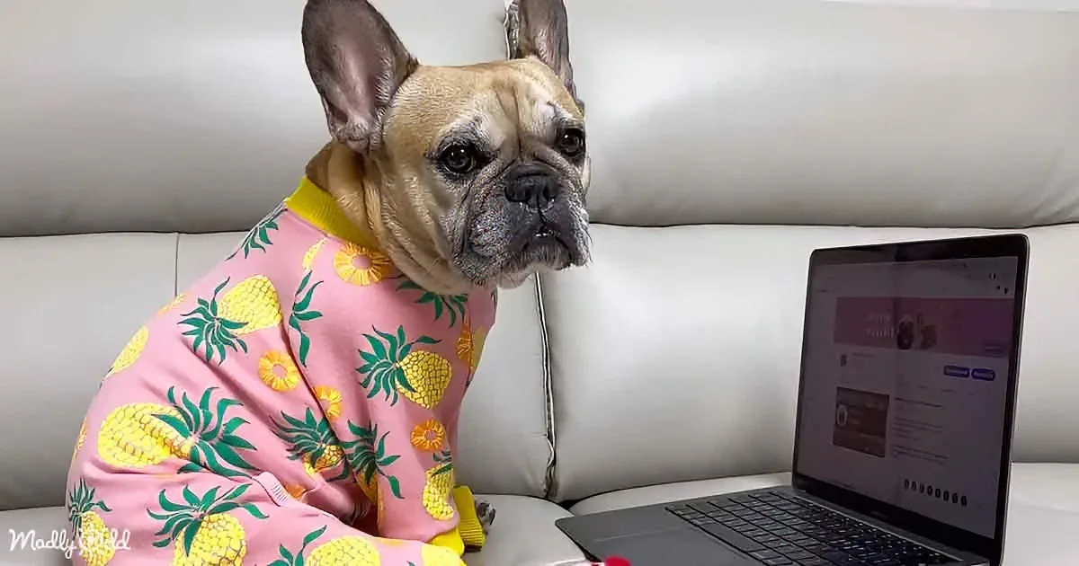 A French Bulldog in a pink pineapple pajama sits on a couch next to a laptop.