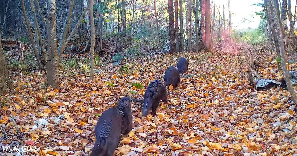 Diverse Parade of Wildlife Filmed Totting Past Forest Camera