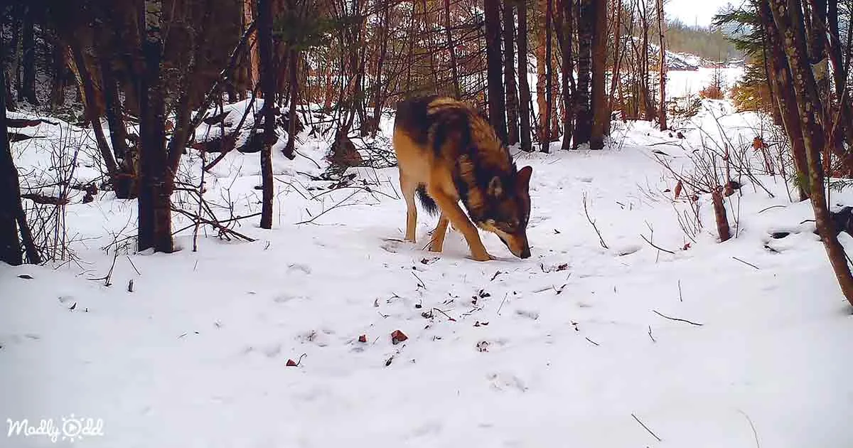 A wolf stands in a snowy forest, sniffing the ground amidst trees and fallen leaves.