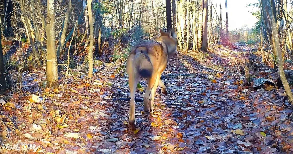A wolf walks through a forest floor covered in fallen leaves, surrounded by bare trees.