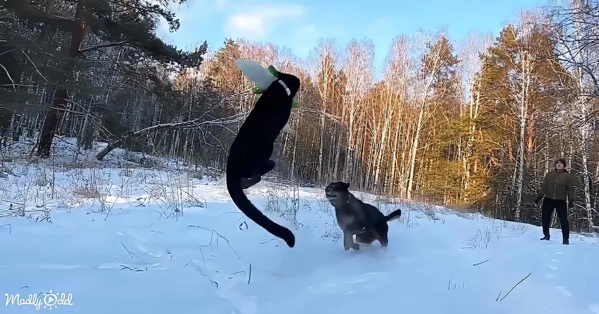 A black cat leaps mid-air in a snowy forest, with a dog and a person watching.