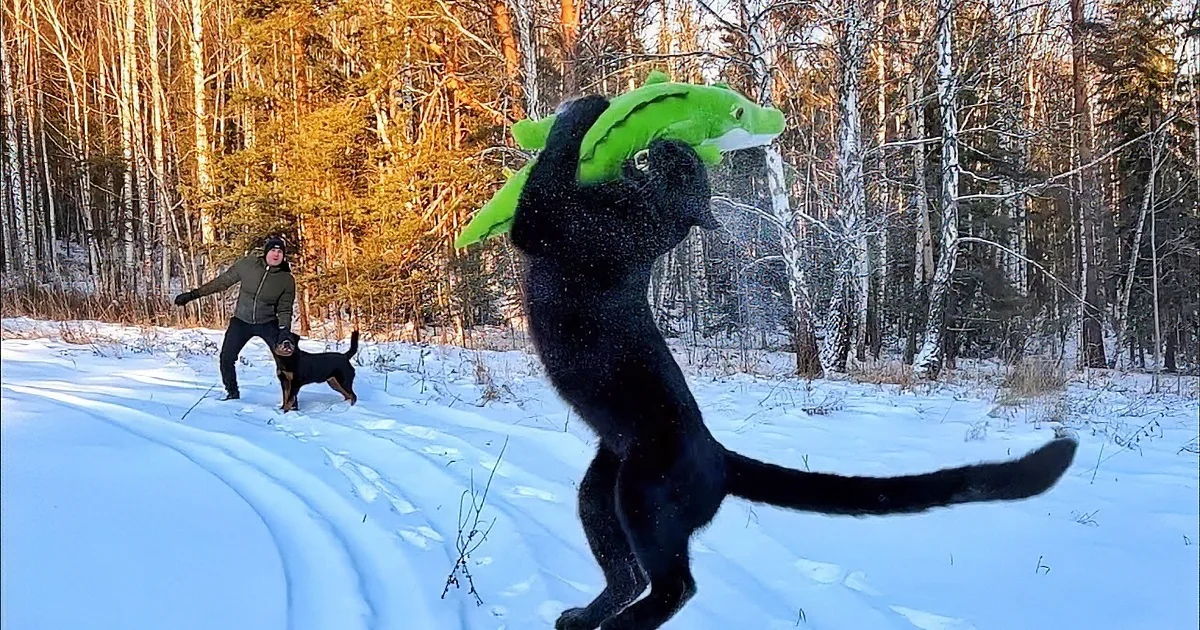 A black dog leaps mid-air in a snowy forest, carrying a green toy on its back.