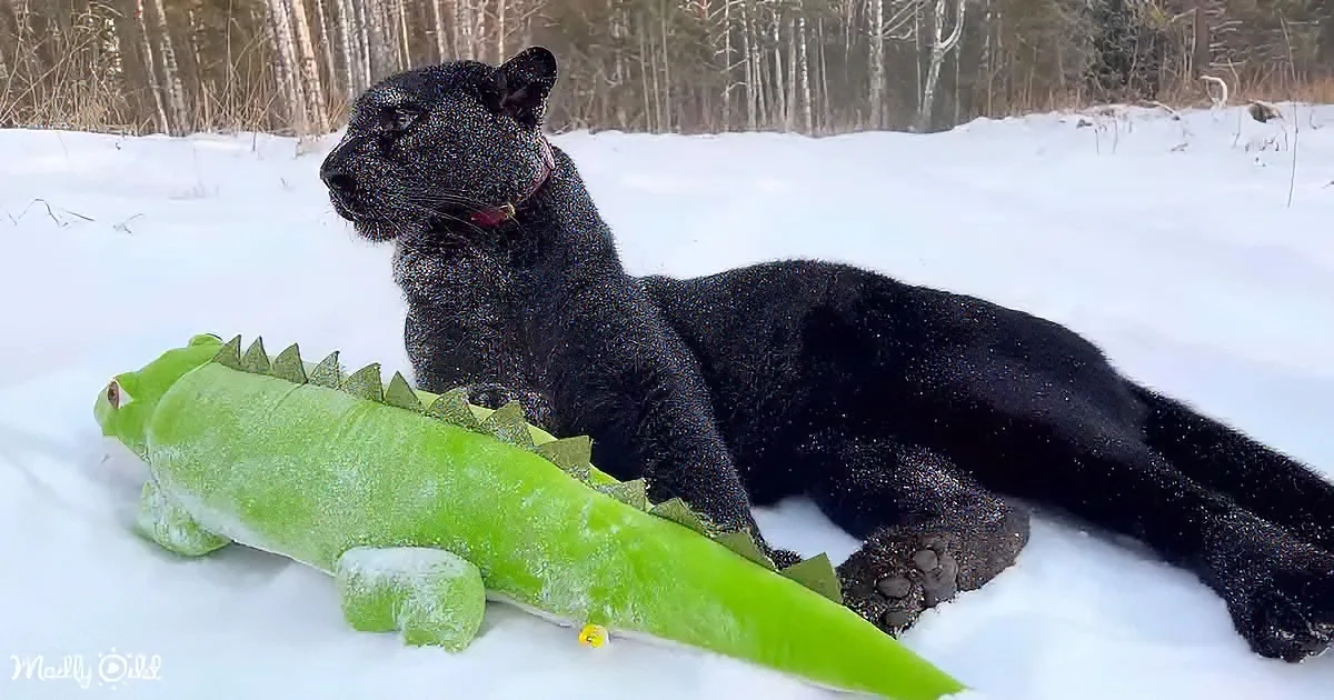 A black panther rests on snow beside a green alligator plush toy.