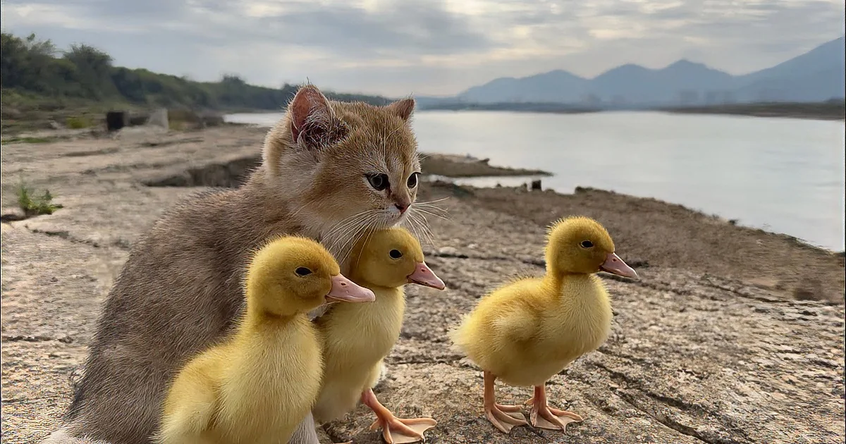 Cats