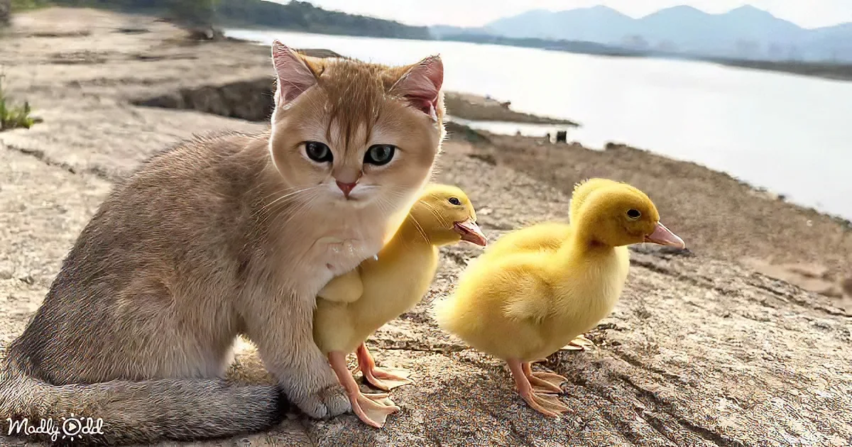 Kitten and ducklings