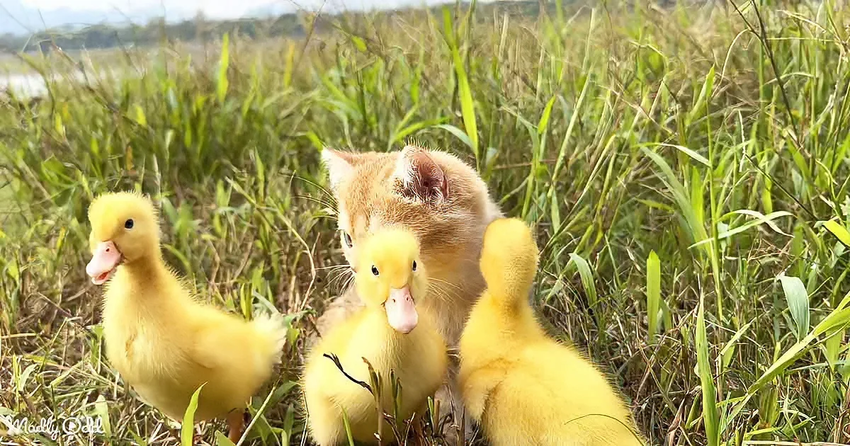 Kitten and ducklings