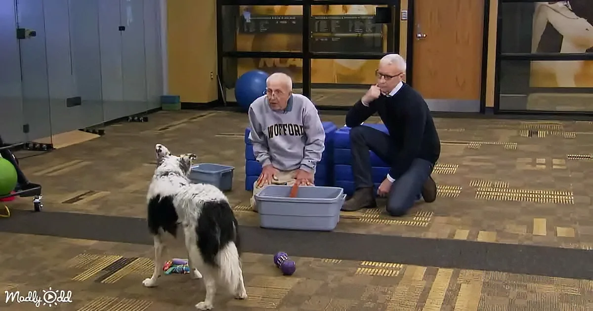 A black-and-white dog stands facing two men in a room with blue blocks and toys.