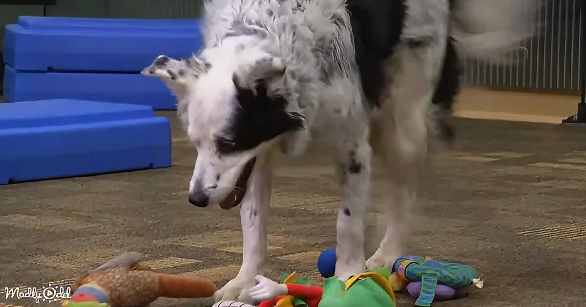 A dog with a black and white coat stands amidst colorful toys on a carpeted floor.