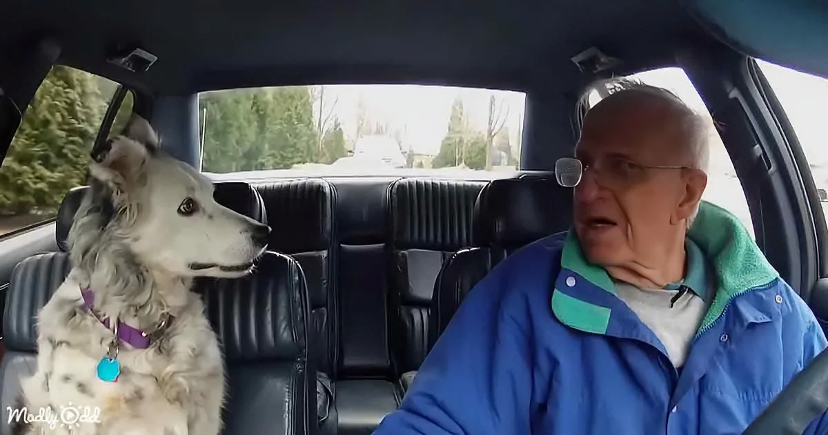 An elderly man drives a car with a white dog sitting in the passenger seat, both looking ahead.