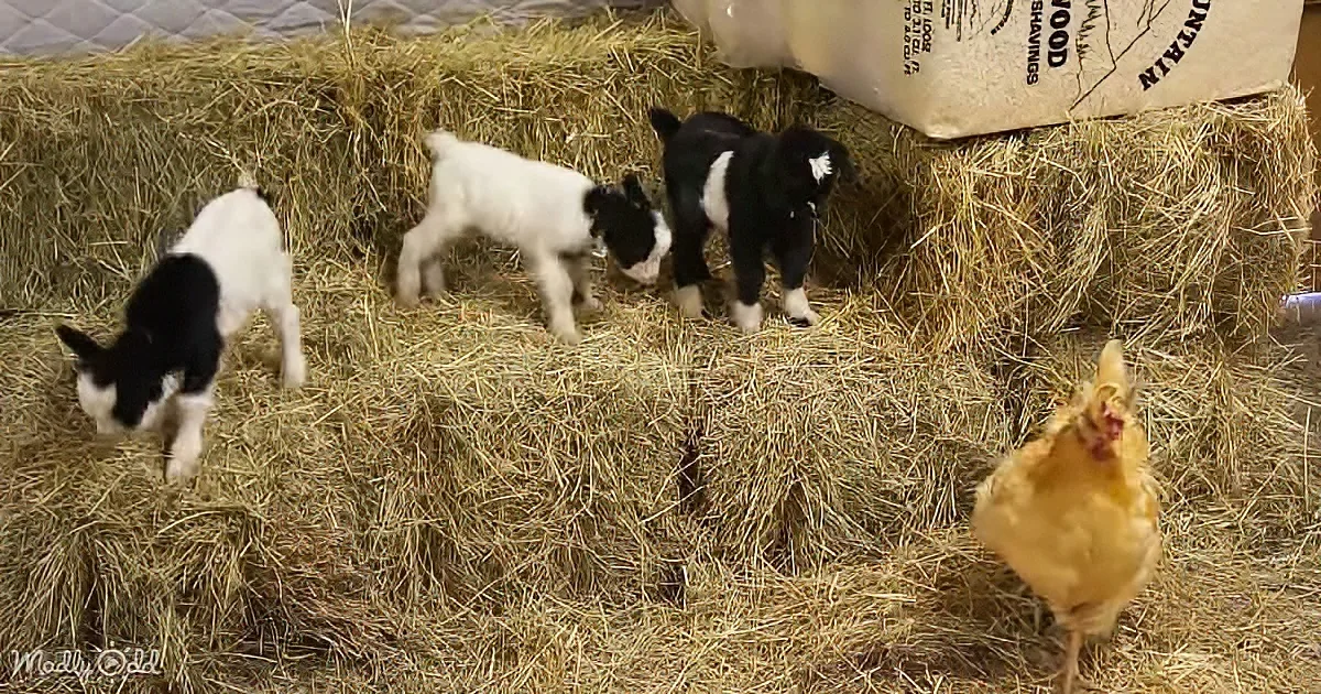 Baby goats and barn chicken