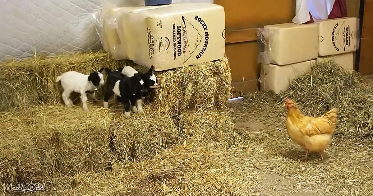 Baby goats and barn chicken