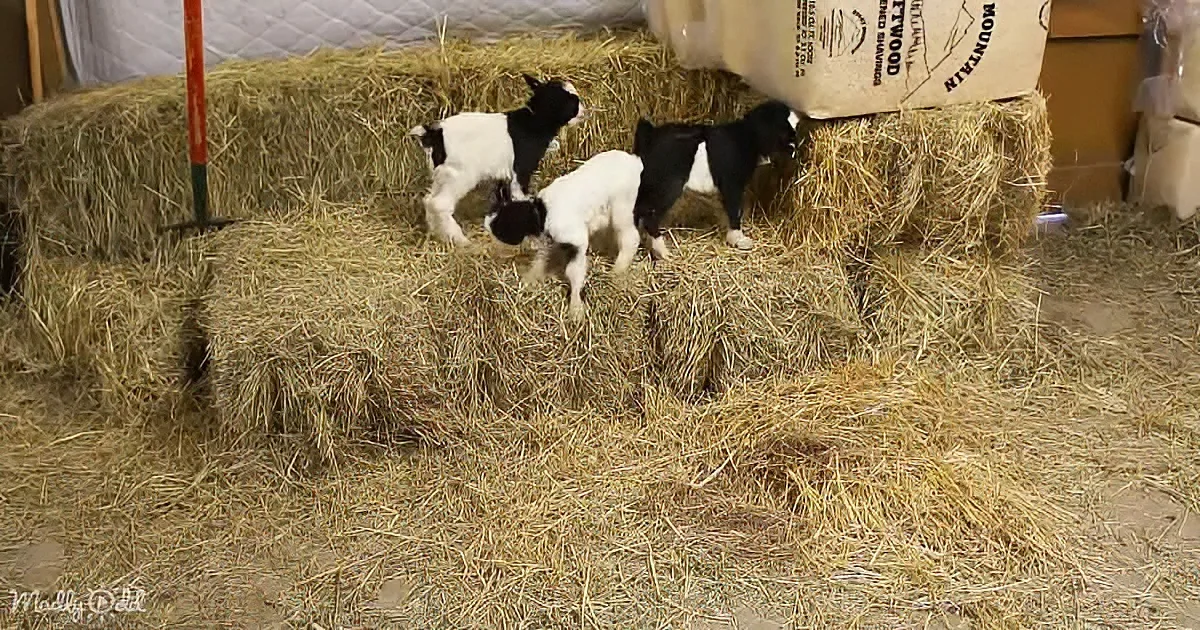Three baby goats play on hay bales in a barn setting.