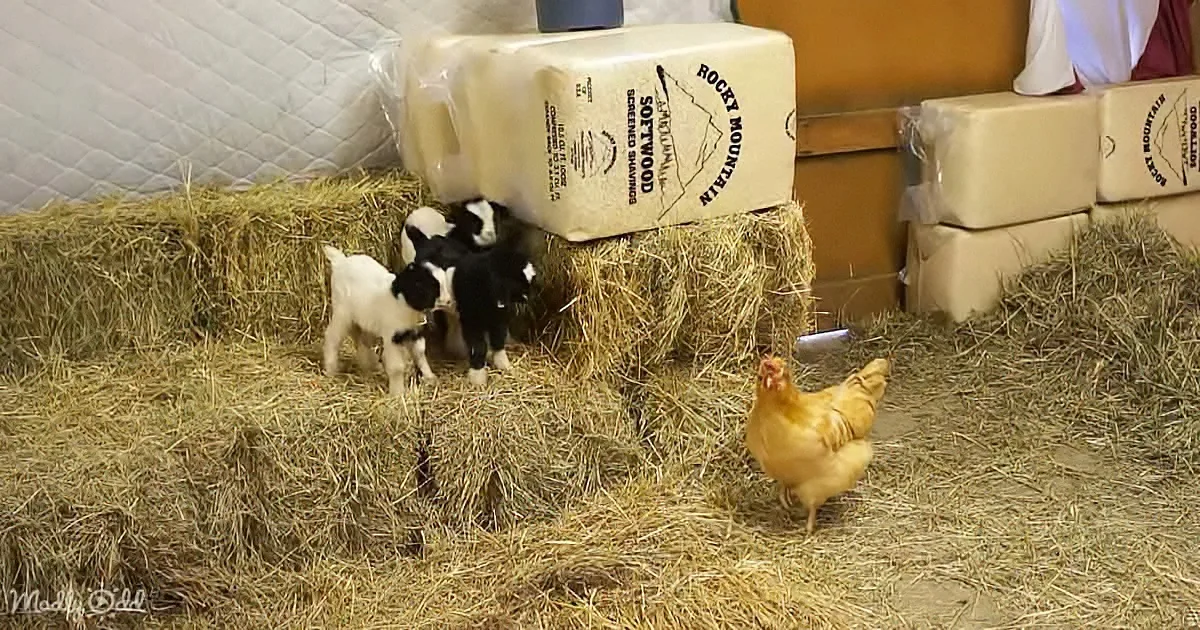 Little Baby Goats Couldn't Stop Fainting as They Met Cutest Barn Chicken