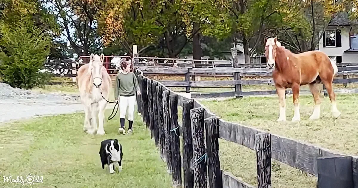 A person leads a white horse while a brown horse and a black-and-white dog observe in a fenced pasture.