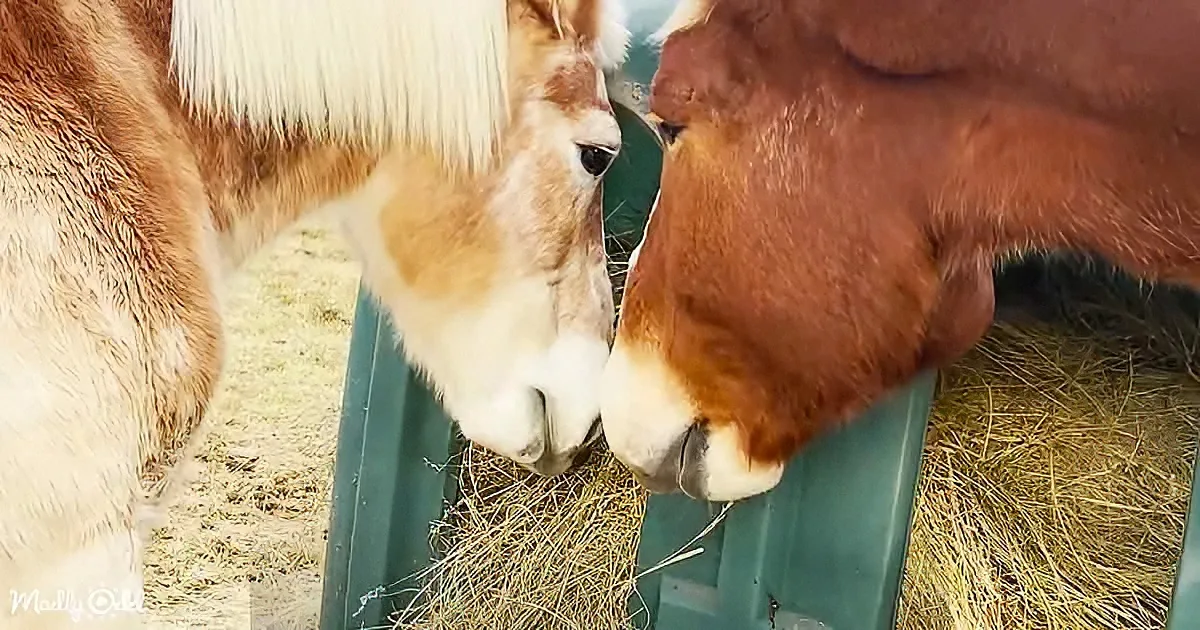 Two horses, one brown and white, are nose-to-nose, seemingly interacting closely.