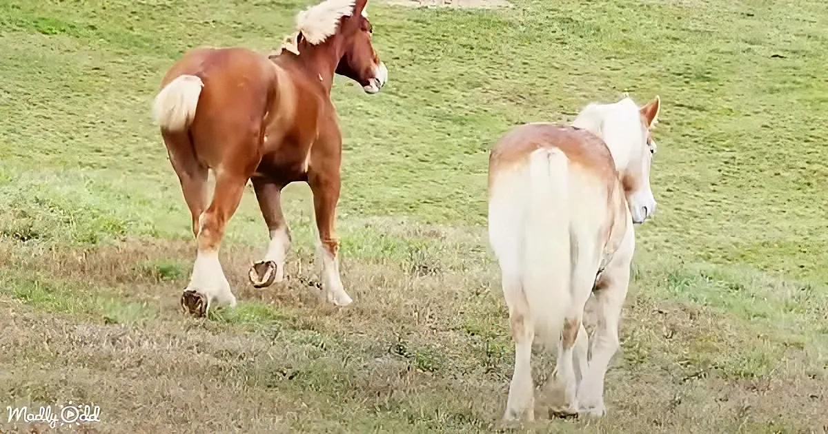 Two horses, one brown and one white, are walking away from the camera in a grassy field.