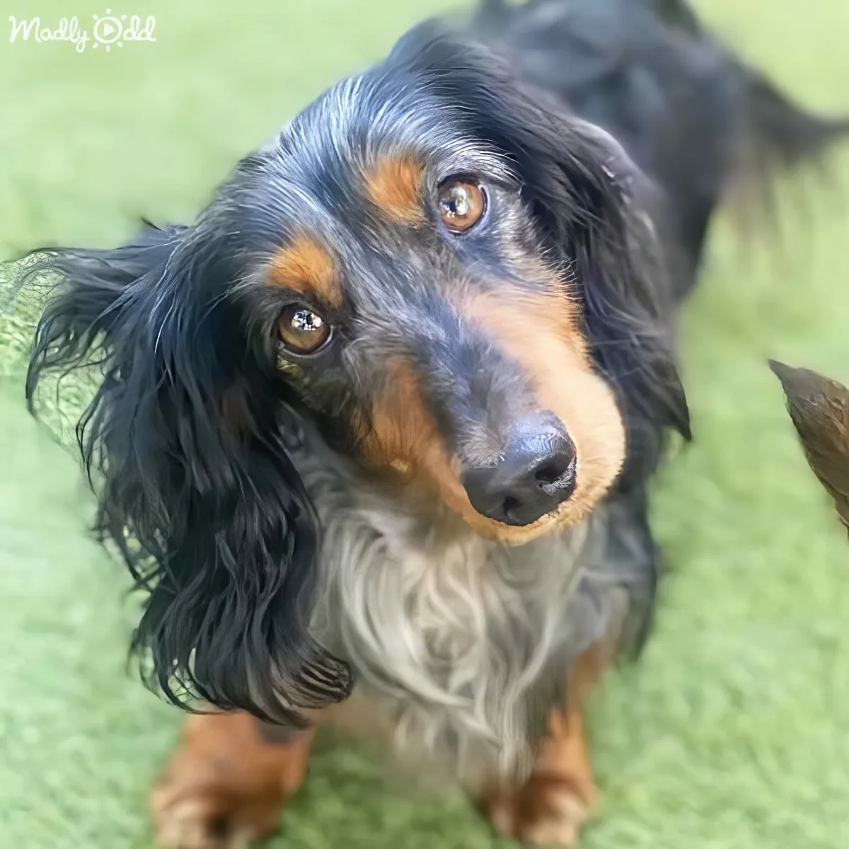 A black and tan dachshund with long fur and expressive eyes stands on a green surface.
