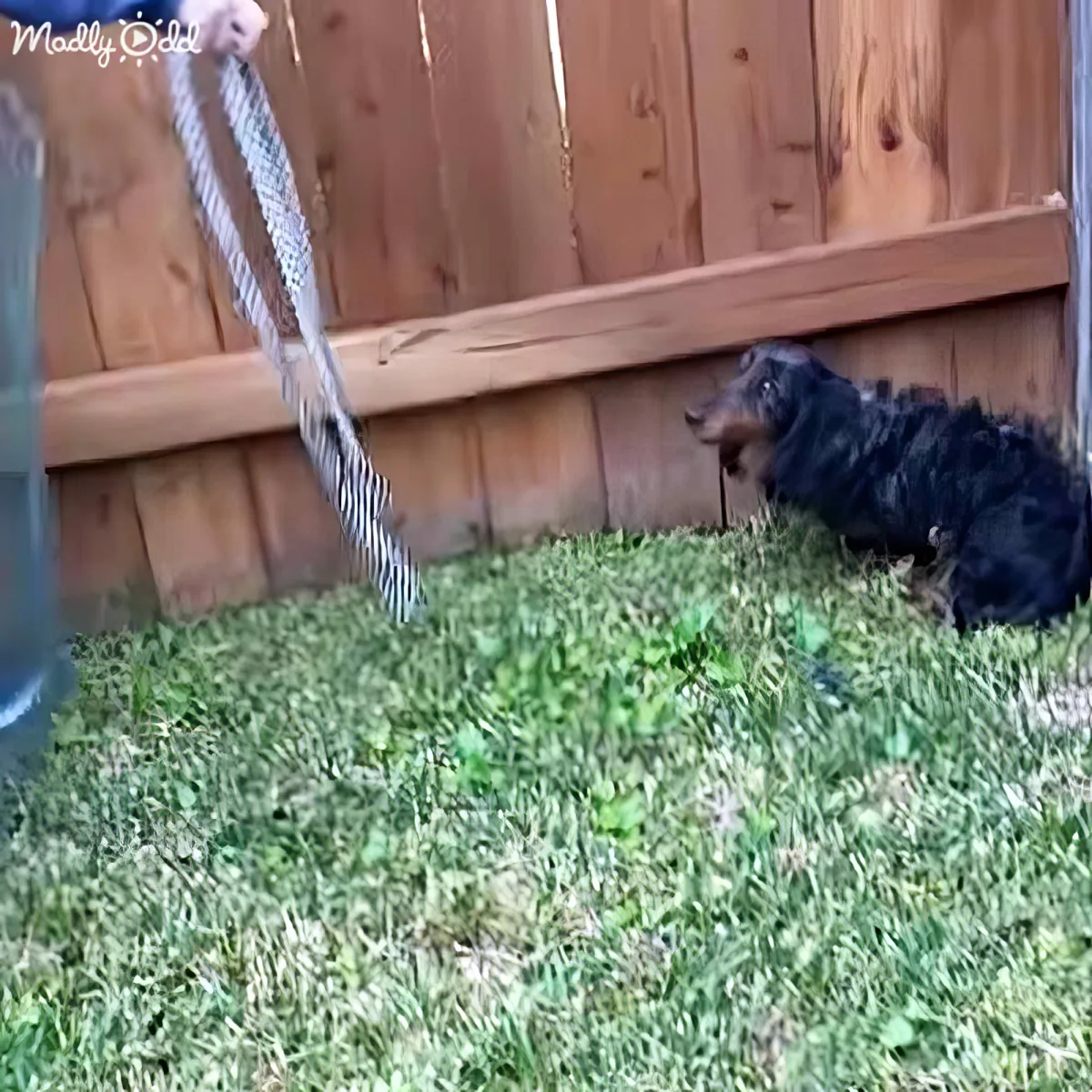 A small black dog lies on grass near a wooden fence as a person holds a rake.