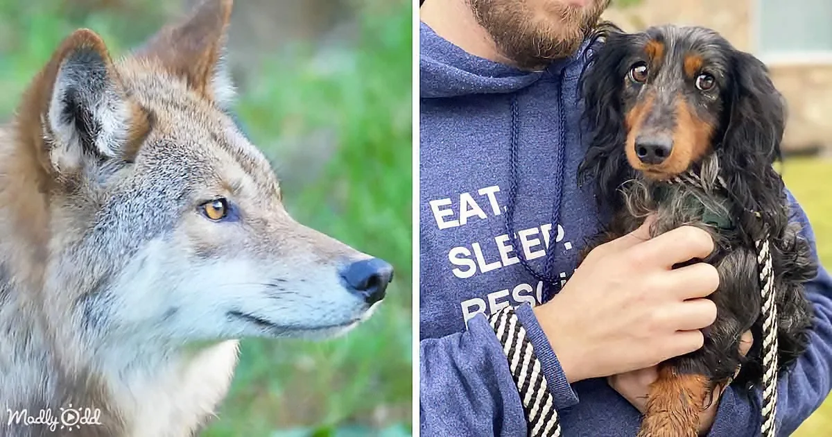 A Heartwarming Story of a Tiny Dachshund's Escape From Coyotes