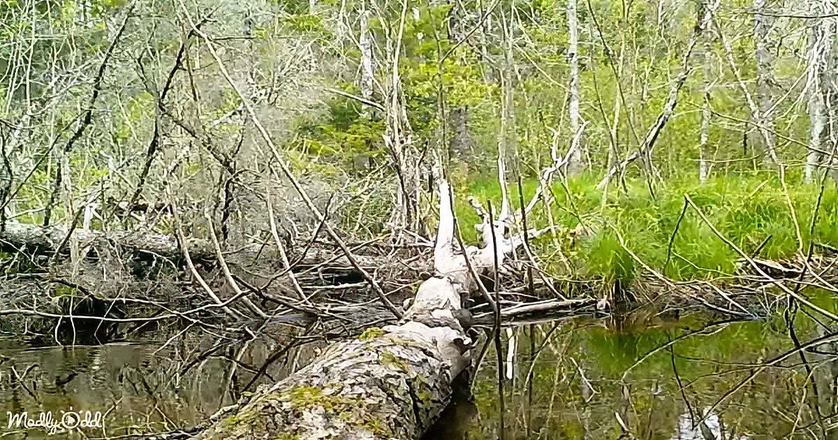 A beaver dam with branches and logs in a forested area surrounded by water and greenery.