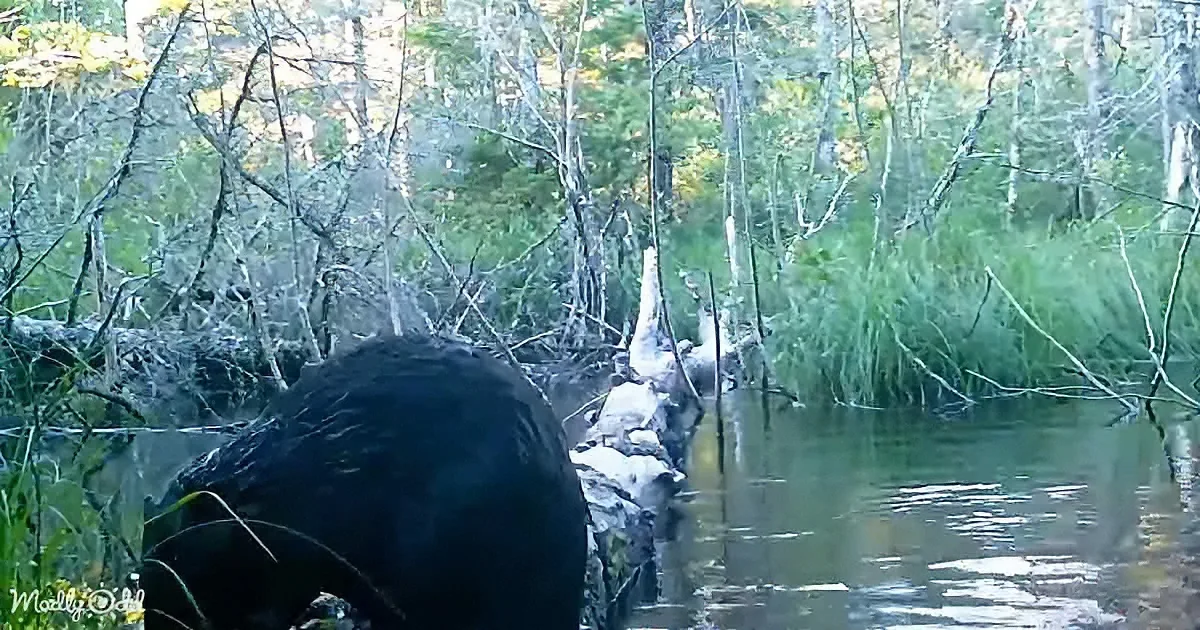 Trail camera near a fallen log