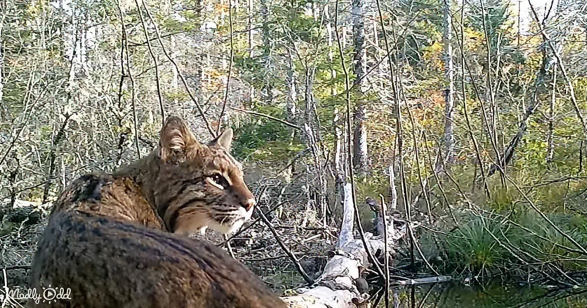 Trail camera near a fallen log