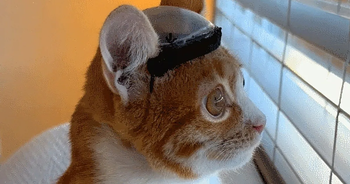 Helmeted Special Needs Cat Gets the Happy Ending He Deserved
