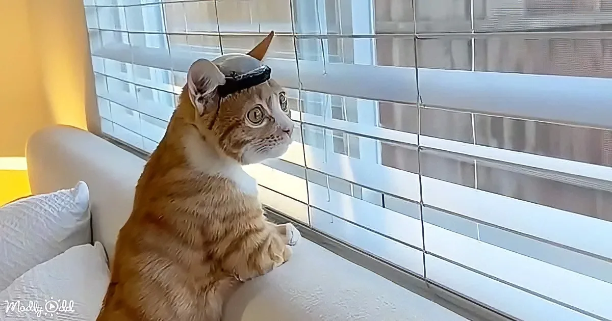 Special needs cat