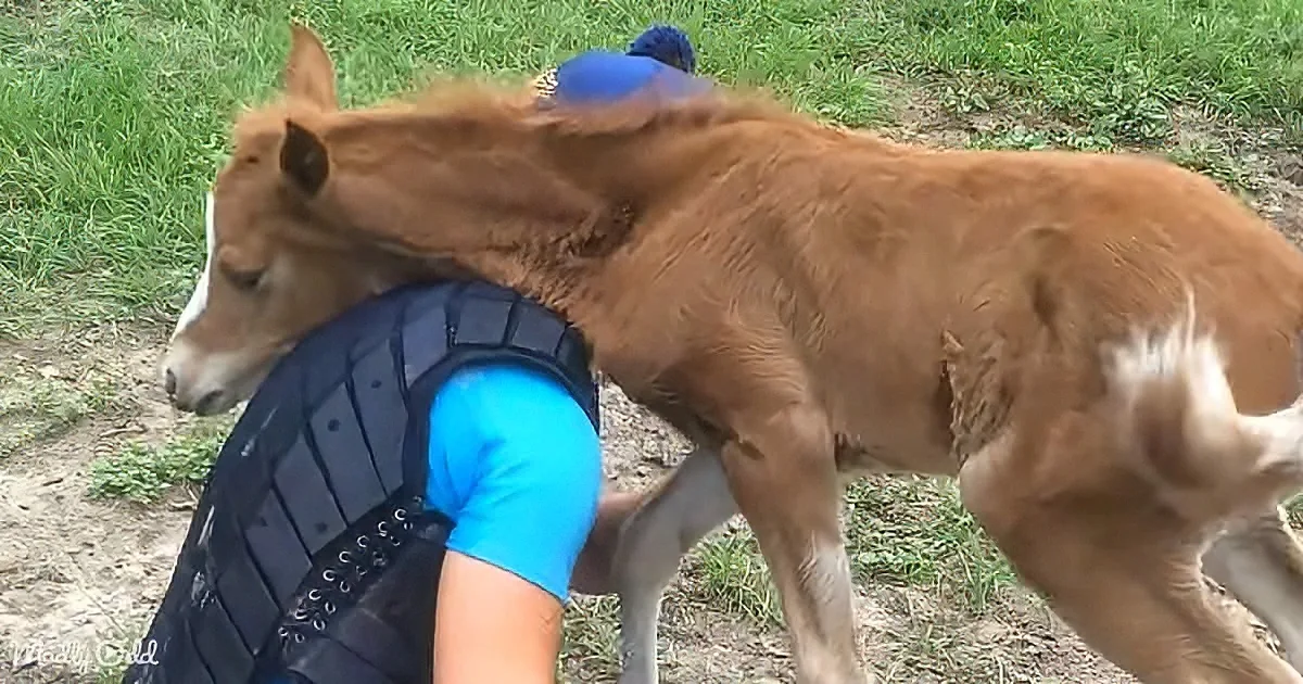 Adorable baby horse