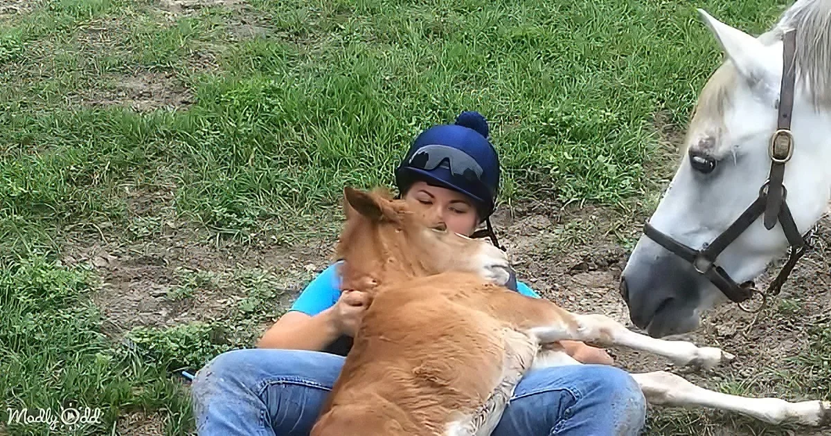 Adorable baby horse