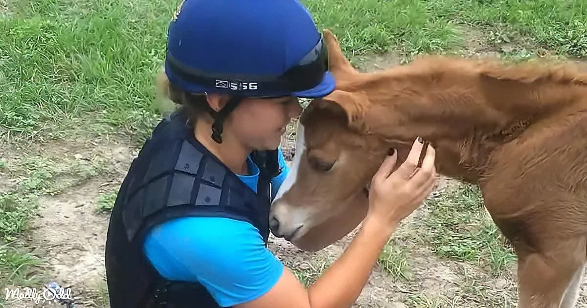 Adorable baby horse