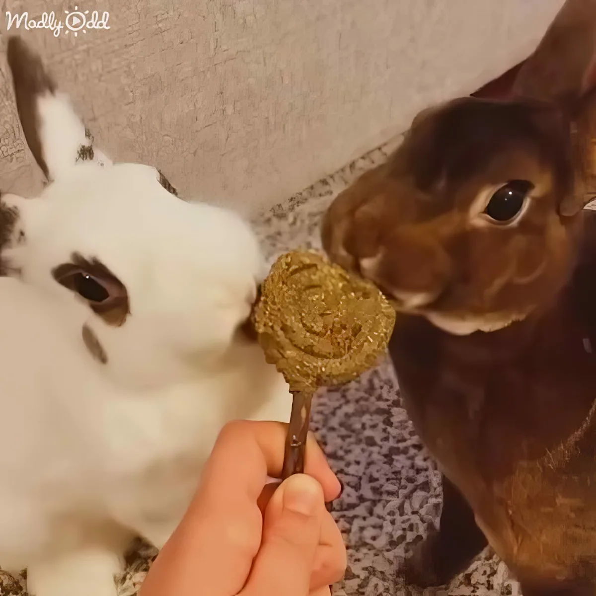 A hand holds a lollipop with a brown rabbit eagerly looking at it, while a white rabbit with black spots watches nearby.
