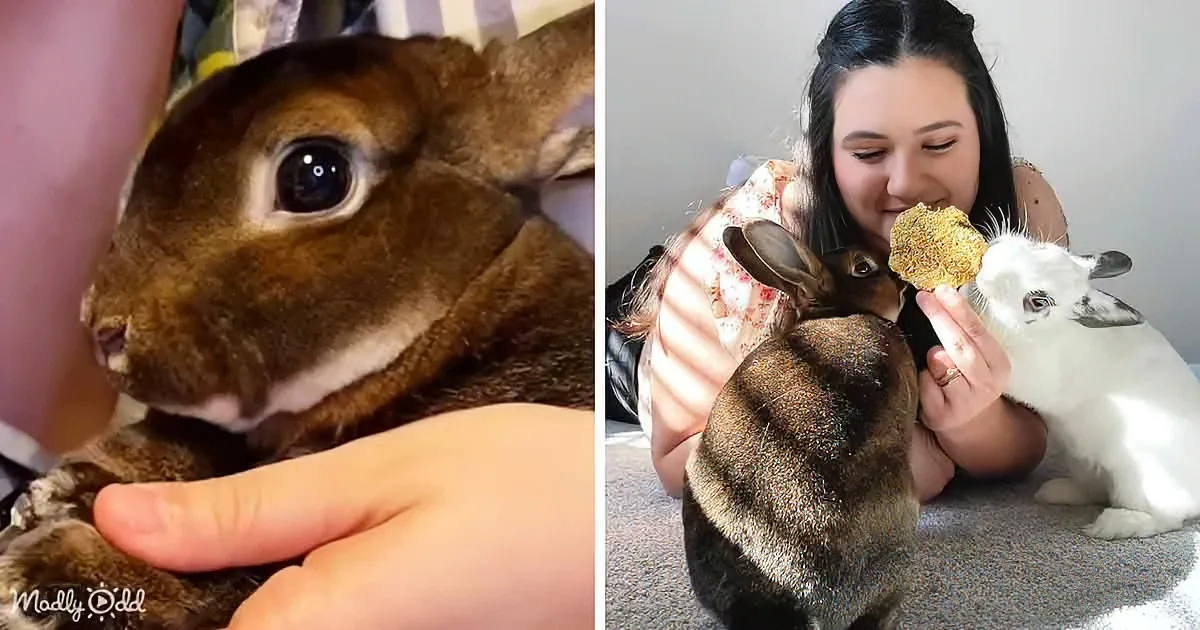 'Ugly' Bunny Sold on Craigslist Finds a Perfect Home and Girlfriend