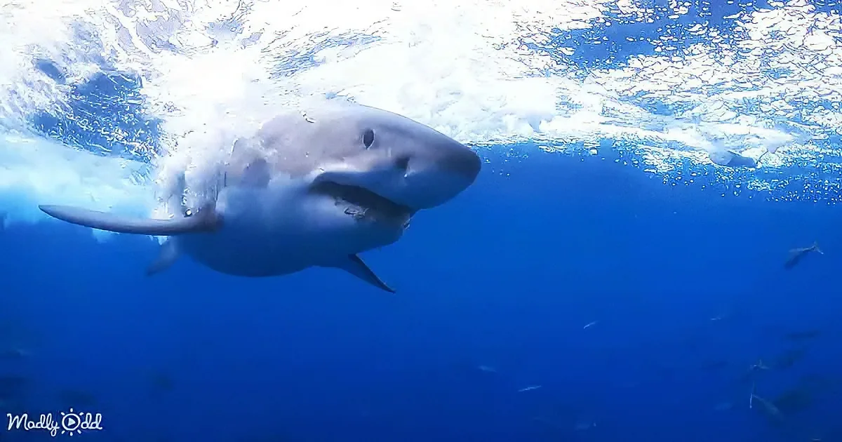 A great white shark swims gracefully through clear blue water, surrounded by small fish.