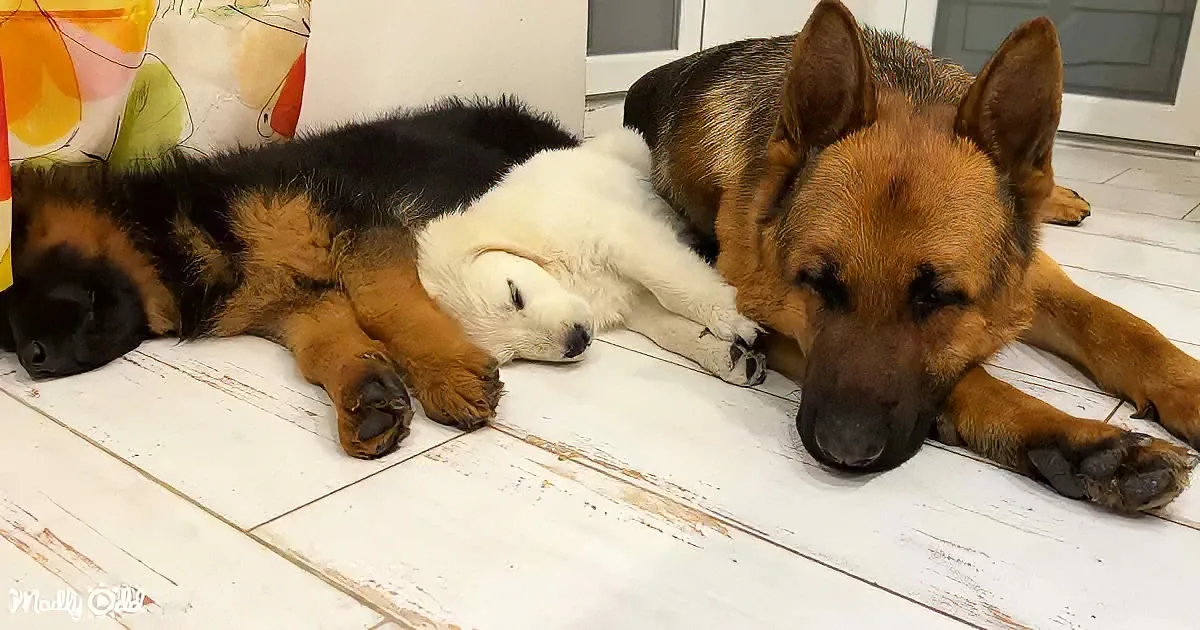 German Shepherd and puppies